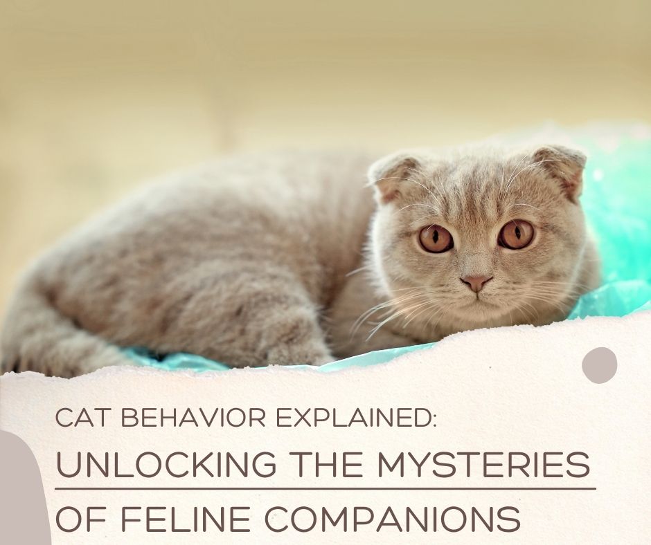 Cat Behavior Explained: Unlocking the Mysteries of Feline Companions