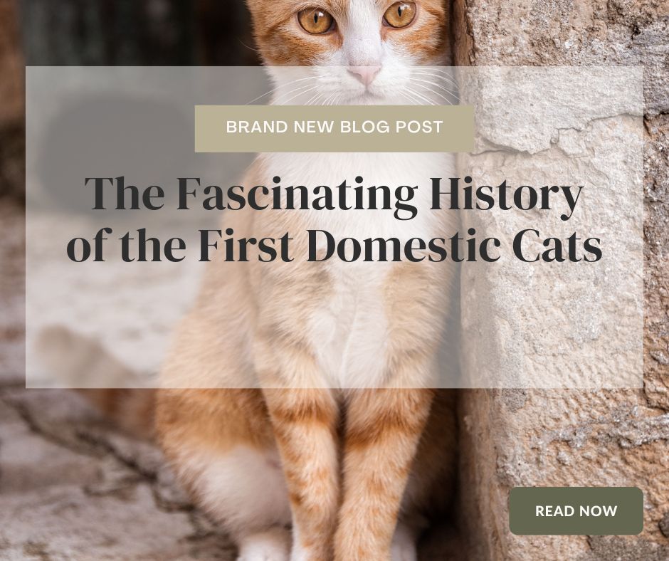 The Fascinating History of the First Domestic Cats