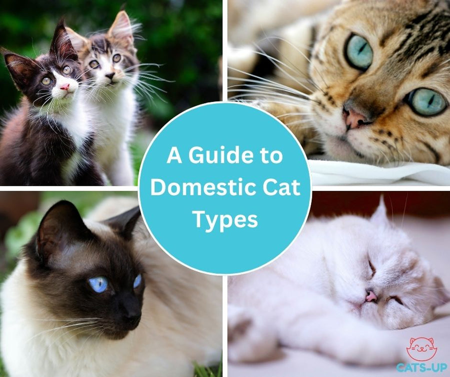 A Guide To Domestic Cat Types | All About Cats Blog | Cats-Up.com ...