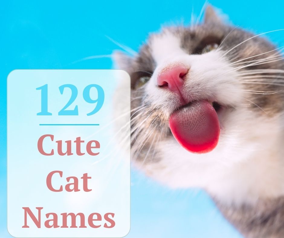 129 Cute Cat Names