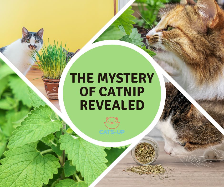 The Mystery of Catnip Revealed